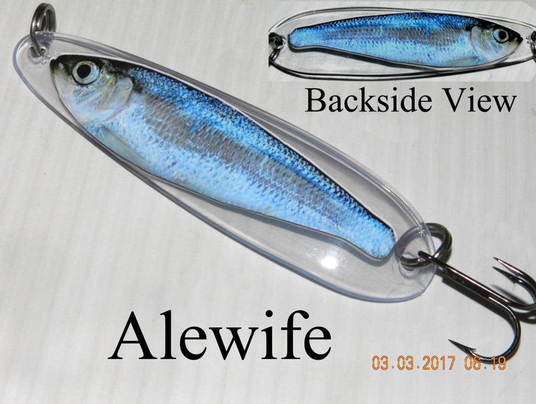 Alewife