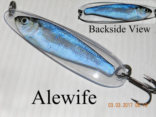 Alewife